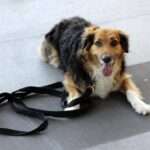 Master the Basics: Your Ultimate Guide to Top Dog Commands