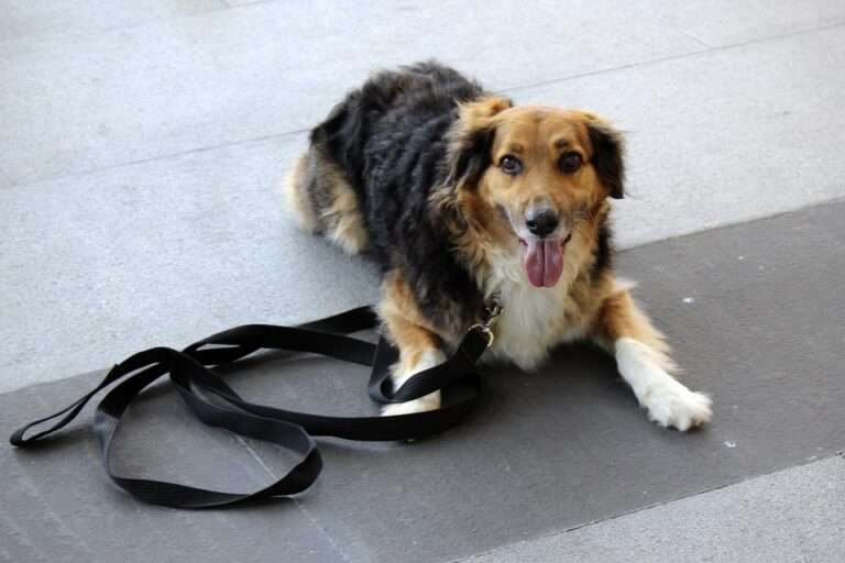 Master the Basics: Your Ultimate Guide to Top Dog Commands