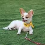 Chew No More: Effective Strategies to Curb Your Dog's Chewing