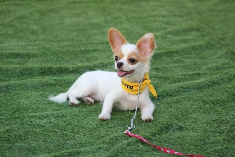 Chew No More: Effective Strategies to Curb Your Dog's Chewing