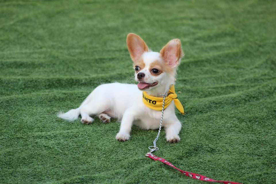 Chew No More: Effective Strategies to Curb Your Dog's Chewing