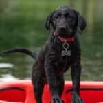 Mastering the Pasture: Your Ultimate Guide to Top Herding Dog