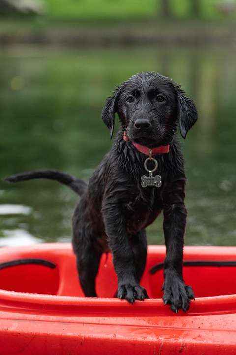 Mastering the Pasture: Your Ultimate Guide to Top Herding Dog