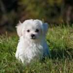 Pawsitive Health: 10 Essential Tips for Keeping Your Dog Happy