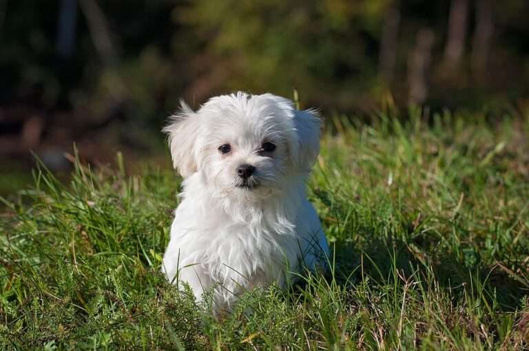 Pawsitive Health: 10 Essential Tips for Keeping Your Dog Happy