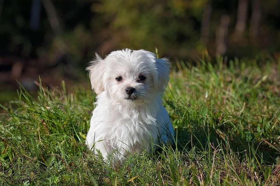 Pawsitive Health: 10 Essential Tips for Keeping Your Dog Happy