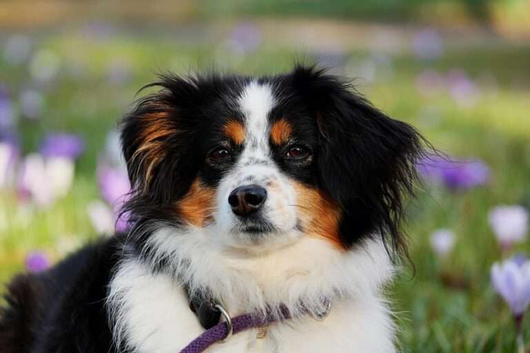 Calm Canines: Effective Strategies to Alleviate Dog Anxiety