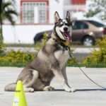 Master Recall Training: Unlocking Your Dog’s Full Potential!