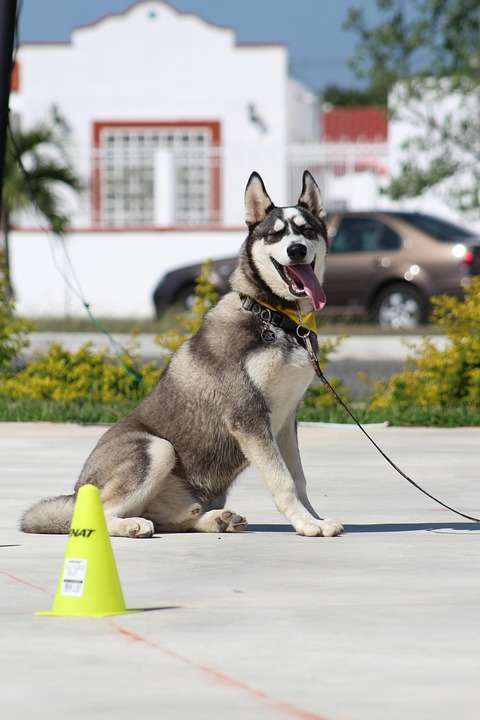 Master Recall Training: Unlocking Your Dog’s Full Potential!