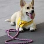 Compassionate Training: The Key to Effective Dog Discipline