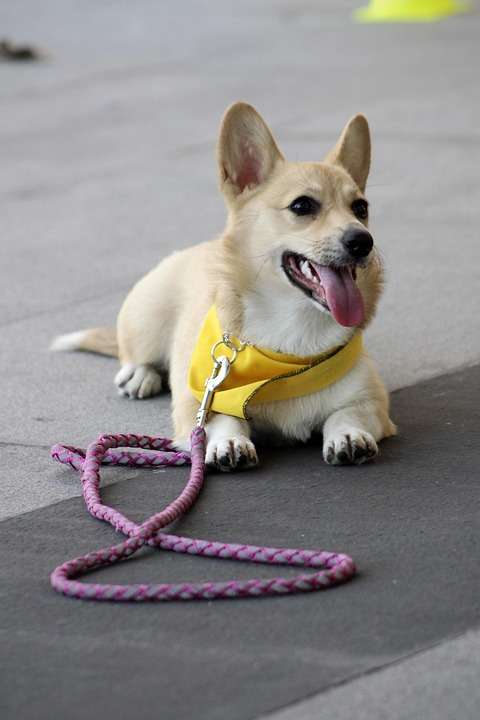 Compassionate Training: The Key to Effective Dog Discipline