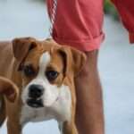 From Fearful to Fearless: Effective Strategies to Calm Your Dog