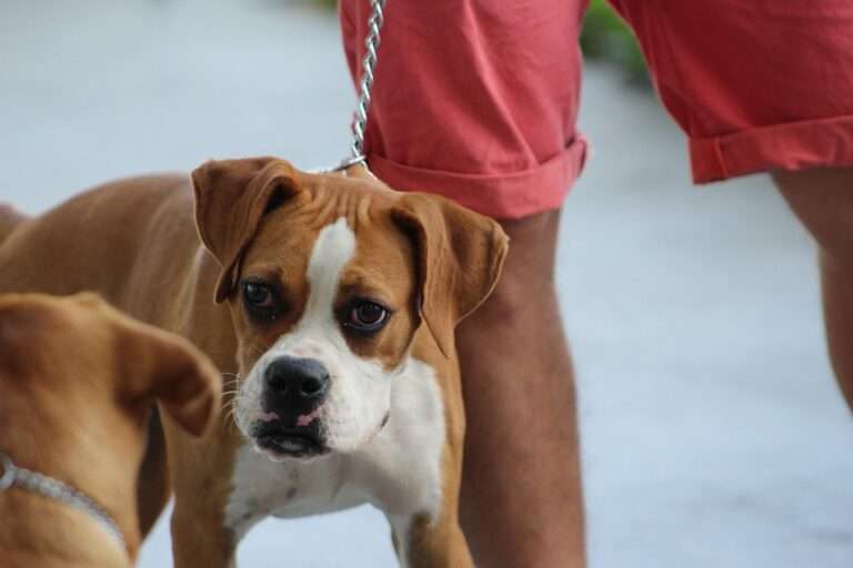 From Fearful to Fearless: Effective Strategies to Calm Your Dog