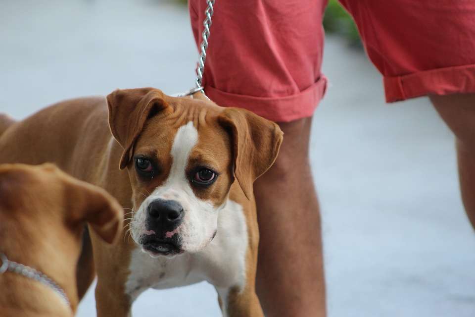 From Fearful to Fearless: Effective Strategies to Calm Your Dog