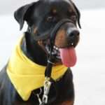 Pawsitive Beginnings: Essential Tips for Mastering Puppy Training
