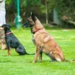 Unlocking Loyalty: How Positive Reinforcement Transforms Your Pet's Behavior