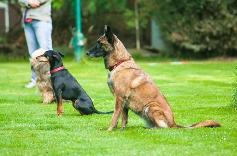Unlocking Loyalty: How Positive Reinforcement Transforms Your Pet's Behavior