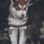 Top Dog Traits: Unveiling the Personalities of Popular Breeds