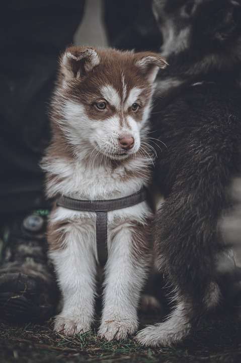 Top Dog Traits: Unveiling the Personalities of Popular Breeds