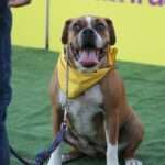 Unlocking Happiness: Essential Socialization Tips for Your Pup