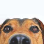 Understanding Dog Ear Infections: Symptoms, Causes, and Treatments
