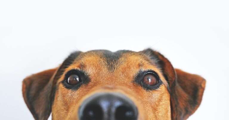 Understanding Dog Ear Infections: Symptoms, Causes, and Treatments
