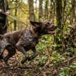 dog behaviour