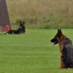 Taming the Troublemaker: Effective Solutions for Common Dog Behavior Problems