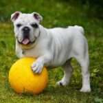 Pawsitively Clean: The Ultimate Guide to Your Dog’s Dental Care