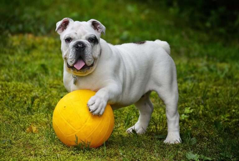 Pawsitively Clean: The Ultimate Guide to Your Dog’s Dental Care