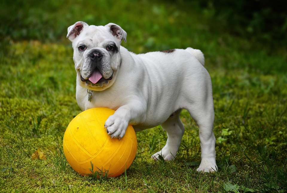 Pawsitively Clean: The Ultimate Guide to Your Dog’s Dental Care