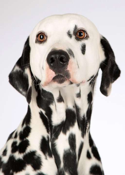 Paw-sitive Relief: Exploring the Best Treatment Options for Dogs with