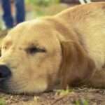 Boost Your Pup's Health: The Essential Guide to Dog Vitamins