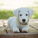 Small Space, Big Love: The Best Dog Breeds for Apartment
