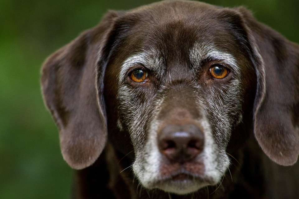 Breathe Easy: Discover the Top Hypoallergenic Dog Breeds for Allergy