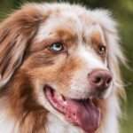 Protect Your Pup: Essential Tips for Effective Dog Parasite Prevention