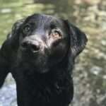 Pawsitive Digestion: Essential Tips for Keeping Your Dog's Gut Healthy