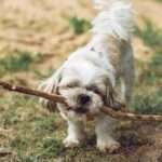 Timeless Tails: Discover the Longest-Living Dog Breeds Today