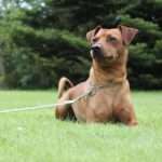 Unlocking Good Behavior: Master House Training for Your Dog