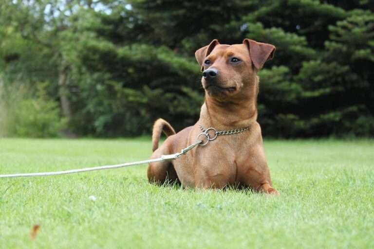 Unlocking Good Behavior: Master House Training for Your Dog