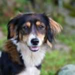 Top 10 Dog Food Brands: Nutrition That Makes Tails Wag!