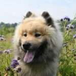Spotting the Signs: 10 Key Indicators Your Dog May Be