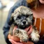 Top 10 Hunting Dog Breeds: Unleashing the Best in the