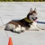 Unleash Success: Essential Dog Commands Every Owner Should Know