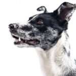 The Scoop on Wet Dog Food: Is It the Right