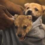 Fierce and Loyal: Discover the Best Guard Dog Breeds for