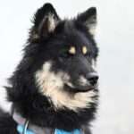 Bark Your Way to Better Health: Top Nutrition Tips for