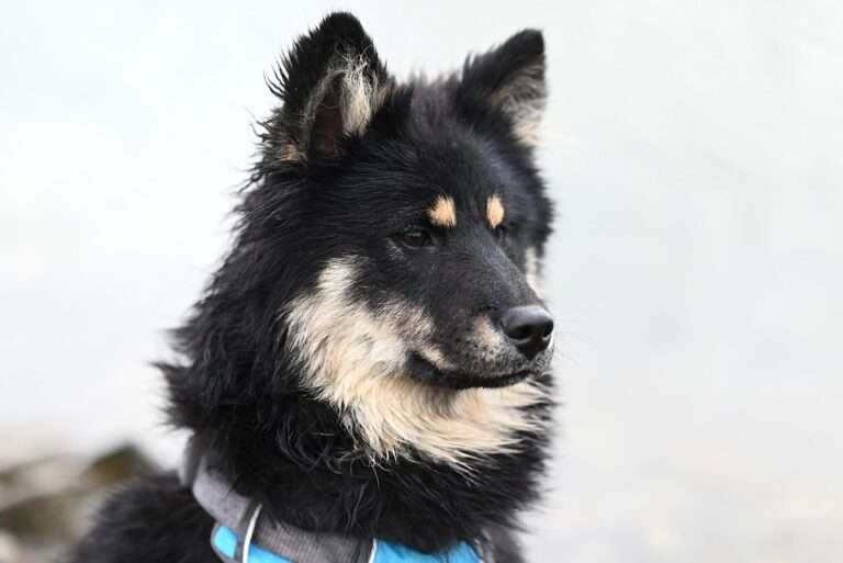 Bark Your Way to Better Health: Top Nutrition Tips for