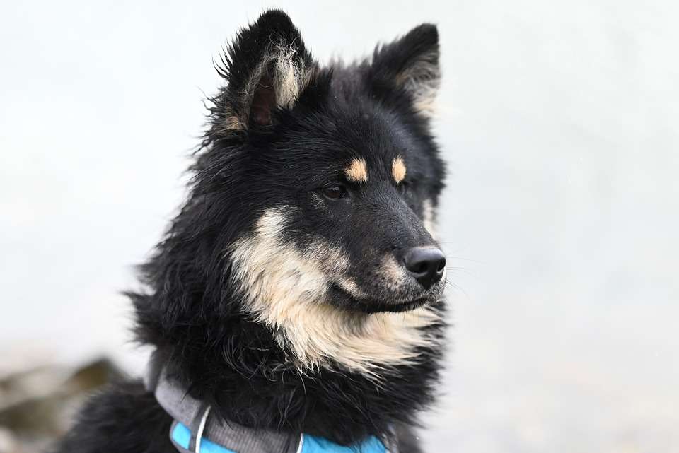 Bark Your Way to Better Health: Top Nutrition Tips for