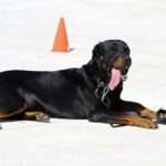 From Destruction to Discipline: Proven Solutions to Stop Dog Chewing